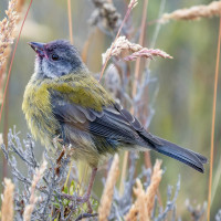 Patagonian Sierra-Finch
